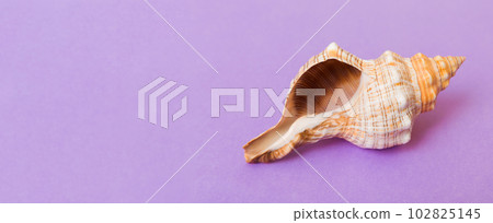 Beach seashells on colored background. Mock up with copy space 102825145