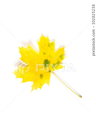 colorful autumn maple leaf isolated on white background 102825238
