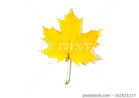 colorful autumn maple leaf with hard light isolated on white background 102825257