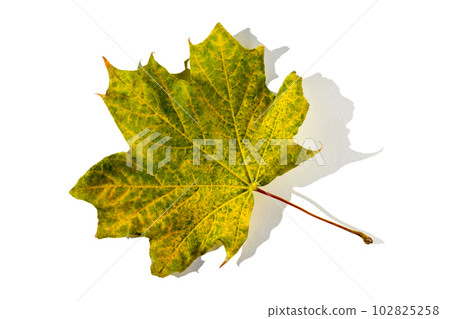 colorful autumn maple leaf with hard light isolated on white background colorful autumn maple leaf with hard light isolated on white background 102825258