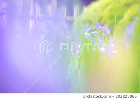 廣島雨季紫色鳶尾花點綴縮景園 102825866