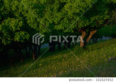Spring in Macin Mountains, Romania 102825932