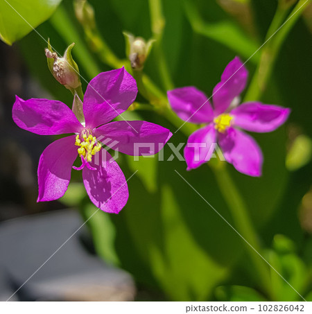 Talinum fruticosum flower, commonly known as Ceylon spinach, waterleaf, cariru, Gbure, Surinam purslane, Philippine spinach, Florida spinach, potherb Talinum fruticosum flower, commonly known as Ceylon spinach, waterleaf, cariru, Gbure, Surinam purslane, Philippine spinach, Florida spinach, potherb 102826042