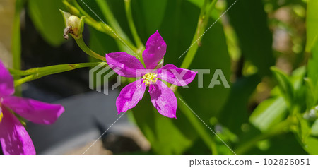 Talinum fruticosum flower, commonly known as Ceylon spinach, waterleaf, cariru, Gbure, Surinam purslane, Philippine spinach, Florida spinach, potherb Talinum fruticosum flower, commonly known as Ceylon spinach, waterleaf, cariru, Gbure, Surinam purslane, Philippine spinach, Florida spinach, potherb 102826051