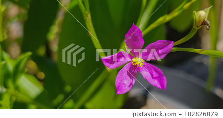 Talinum fruticosum flower, commonly known as Ceylon spinach, waterleaf, cariru, Gbure, Surinam purslane, Philippine spinach, Florida spinach, potherb fameflower, Lagos bologi, and sweetheart Talinum fruticosum flower, commonly known as Ceylon spinach, waterleaf, cariru, Gbure, Surinam purslane, Philippine spinach, Florida spinach, potherb fameflower, Lagos bologi, and sweetheart 102826079