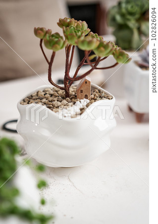 Aeonium Green Tea Succulent in a white ceramic pot with decorative small house Aeonium Green Tea Succulent in a white ceramic pot with decorative small house 102826094