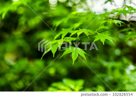 Fresh green maple and Ruriko-in Ruri-no-niwa, Kyoto City, Kyoto Prefecture Fresh green maple and Ruriko-in Ruri-no-niwa, Kyoto City, Kyoto Prefecture 102826554