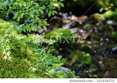 Fresh green maple and Ruriko-in Garyu-no-niwa, Kyoto City, Kyoto Prefecture 102826570