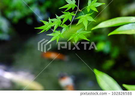 Fresh green maple and Ruriko-in entrance pond and carp Kyoto City, Kyoto Prefecture Fresh green maple and Ruriko-in entrance pond and carp Kyoto City, Kyoto Prefecture 102826588