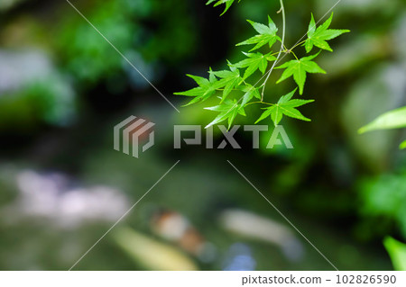 新鮮的綠楓和 Ruriko-in 入口池塘和鯉魚京都府京都市 新鮮的綠楓和 Ruriko-in 入口池塘和鯉魚京都府京都市 102826590