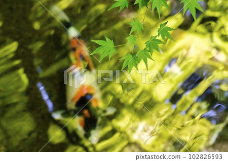 Fresh green maple and Ruriko-in entrance pond and carp Kyoto City, Kyoto Prefecture Fresh green maple and Ruriko-in entrance pond and carp Kyoto City, Kyoto Prefecture 102826593