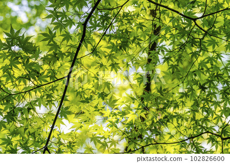 Fresh green maple leaves and Ruriko-in garden blue maple leaves Kyoto City, Kyoto Prefecture Fresh green maple leaves and Ruriko-in garden blue maple leaves Kyoto City, Kyoto Prefecture 102826600