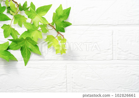 Background material of green leaves White wall background Background material of green leaves White wall background 102826661