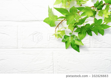 Background material of green leaves White wall background Background material of green leaves White wall background 102826663