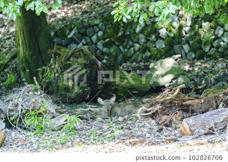 野鹿在灌木叢中消暑 京都府京都市 102826706