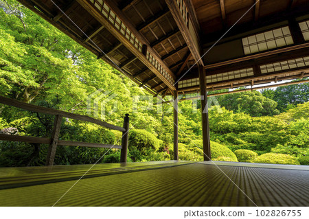 京都府京都市Shisendo Jozanji Temple，初夏風景，新鮮的綠色花園 102826755