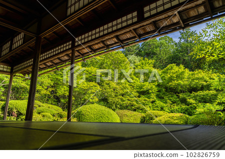 京都府京都市Shisendo Jozanji Temple,初夏風景,新鮮的綠色花園 京都府京都市Shisendo Jozanji Temple,初夏風景,新鮮的綠色花園 102826759