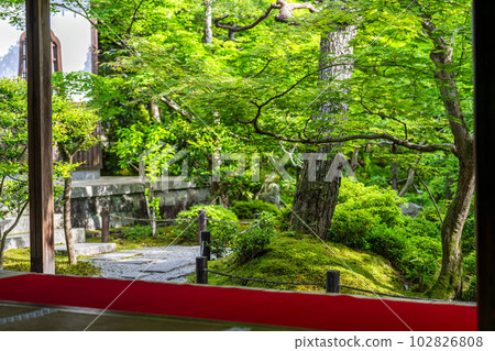 Scenery of Enkoji Temple The fresh green garden seen from the study room Kyoto City, Kyoto Prefecture 102826808
