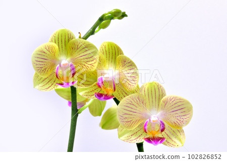 Moth orchids Moth orchids 102826852