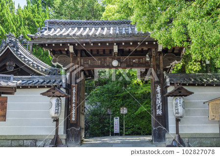 京都府京都市初夏的青蓮院門斑、大門和樟樹 102827078
