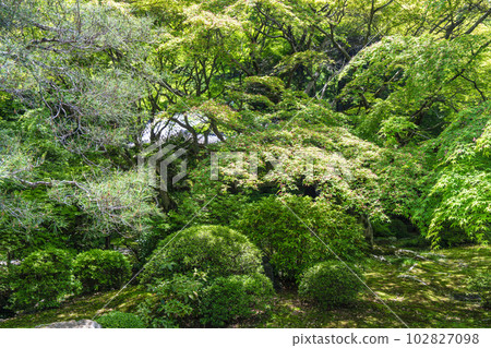 京都府京都市龍心池和相見庭園初夏的青蓮院門跡 京都府京都市龍心池和相見庭園初夏的青蓮院門跡 102827098