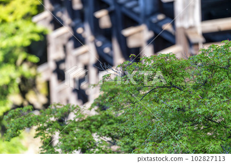 京都府京都市初夏的音羽山、清水寺、綠楓葉和清水舞台 京都府京都市初夏的音羽山、清水寺、綠楓葉和清水舞台 102827113