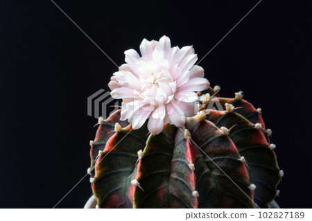 Beautiful natural cactus flower in full bloom in a macro shot against a dark blackground. 102827189