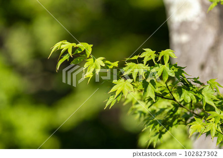 Mt. Otowa in early summer Kiyomizu-dera Temple precincts green maple leaves Kyoto City, Kyoto Prefecture 102827302