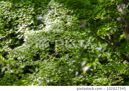 初夏的音羽山清水寺院內綠楓葉京都府京都市 初夏的音羽山清水寺院內綠楓葉京都府京都市 102827345