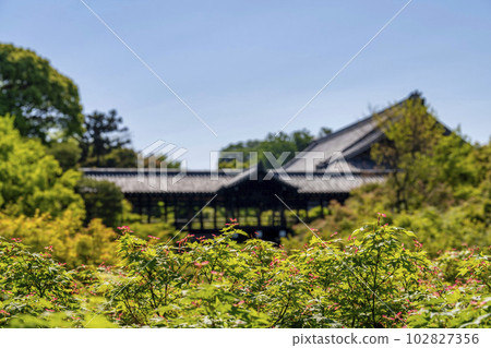京都府京都市初夏的東福寺、鮮綠的楓葉和通天橋 102827356