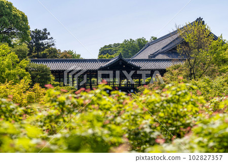京都府京都市初夏的東福寺、鮮綠的楓葉和通天橋 102827357
