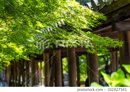 Tofukuji Temple in early summer, fresh green maple leaves and Tsutenkyo Bridge, Kyoto City, Kyoto Prefecture 102827361
