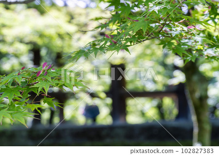 Tofukuji Temple in early summer, fresh green maple leaves and Tsutenkyo Bridge, Kyoto City, Kyoto Prefecture Tofukuji Temple in early summer, fresh green maple leaves and Tsutenkyo Bridge, Kyoto City, Kyoto Prefecture 102827383