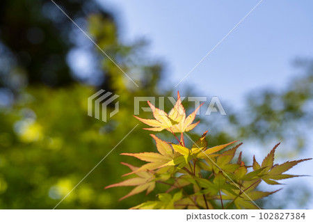 Tofuku-ji Temple in early summer, green maple trees on the approach, Kyoto City, Kyoto Prefecture Tofuku-ji Temple in early summer, green maple trees on the approach, Kyoto City, Kyoto Prefecture 102827384