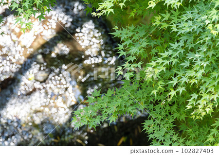 Tofuku-ji Temple in early summer, green maple trees on the approach, Kyoto City, Kyoto Prefecture 102827403
