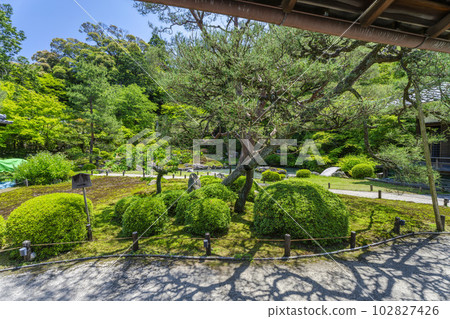 京都府京都市龍心池和相見庭園初夏的青蓮院門跡 102827426