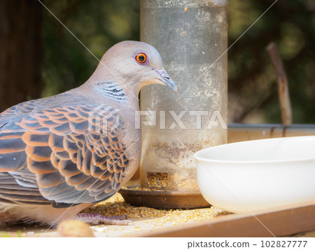 斑鳩特寫 斑鳩特寫 102827777