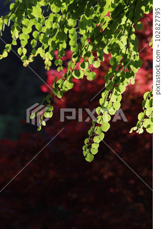 鮮綠色的假髮和紅色的野村楓逆著太陽拍攝 102827795