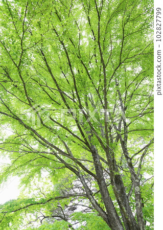 新鮮的綠色假髮大樹 102827799