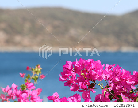 Purple bougainvillea flowers on the background of the sea and the island Purple bougainvillea flowers on the background of the sea and the island 102828671