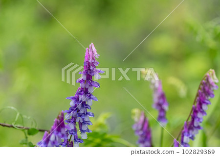 被雨打濕的草藤 102829369