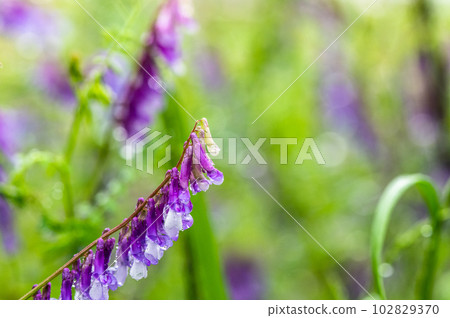 被雨打濕的草藤 102829370