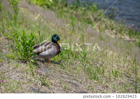 Kamogawa mallard (male) Kamogawa mallard (male) 102829423