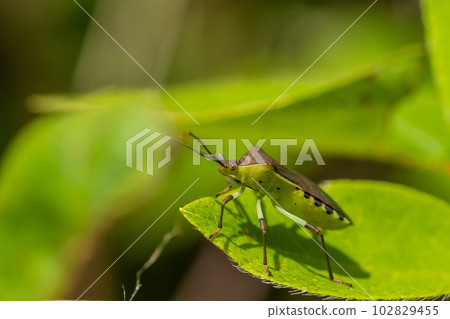 Kibara helicopter bug 102829455