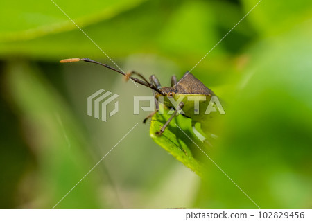 Kibara helicopter bug Kibara helicopter bug 102829456