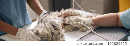 Nurse calms grey cat with scar on abdomen while veterinarian performs ultrasound investigation in clinic Nurse calms grey cat with scar on abdomen while veterinarian performs ultrasound investigation in clinic 102829655