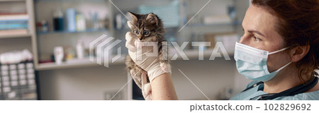 Veterinarian with medical mask holds cute little tabby kitten at appointment in clinic Veterinarian with medical mask holds cute little tabby kitten at appointment in clinic 102829692
