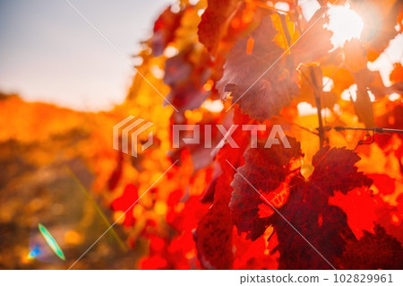 Bright autumn red orange yellow grapevine leaves at vineyard in warm sunset sunlight. Beautiful clusters of ripening grapes. Winemaking and organic fruit gardening. Close up. Selective focus. 102829961