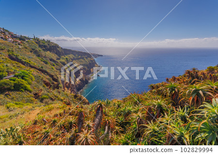 Cactus growing in a sunny landscape of Madeira island 102829994
