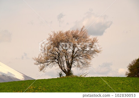 三角山一棵櫻桃樹 102830053